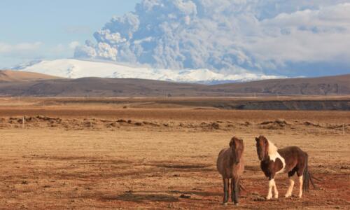 Island Pferde und Vulkan Ausbruch