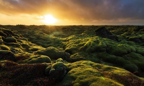 Island Moos Sonnenuntergang