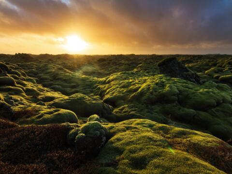 Island Moos Sonnenuntergang