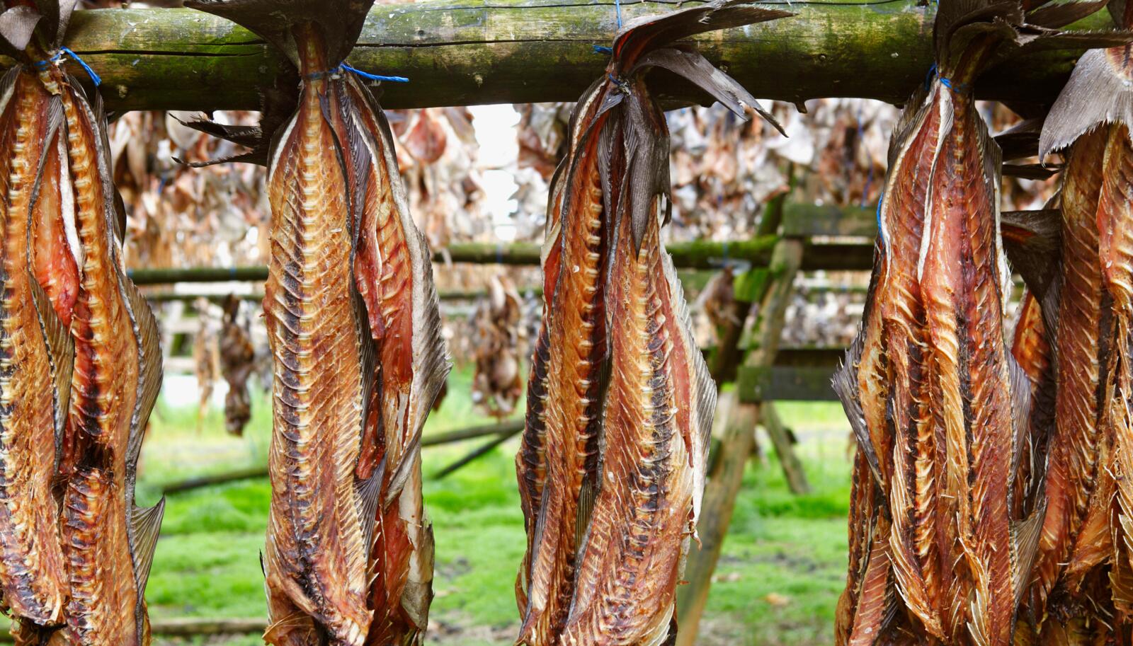 Trockenfisch in Island: Isländische Delikatessen