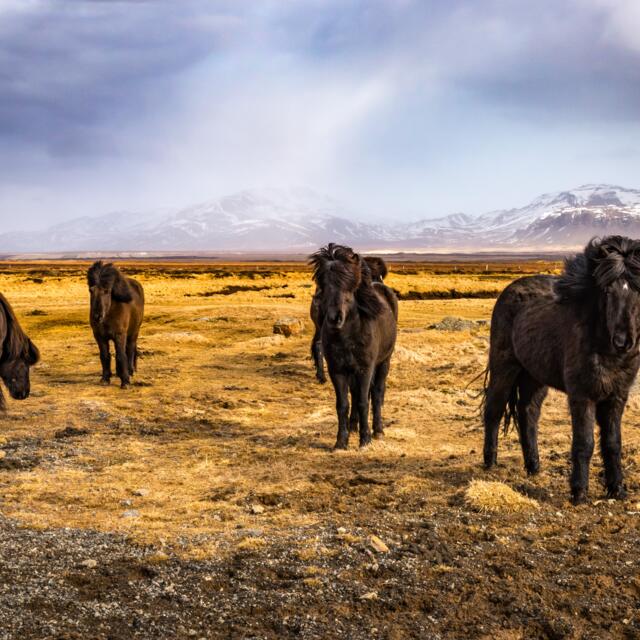 Schwarze Island Pferde und Landschaft